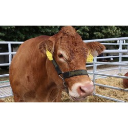 CR - animals - cow - bull - calf - meat