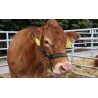 CR - animals - cow - bull - calf - meat