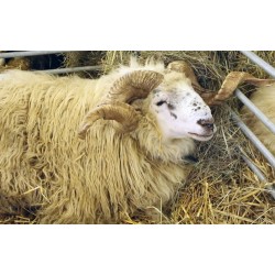 CR - animals - sheep - ram - lamb - goat