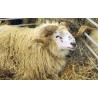 CR - animals - sheep - ram - lamb - goat