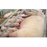 CR - animals - pig - piglet - sow - meat
