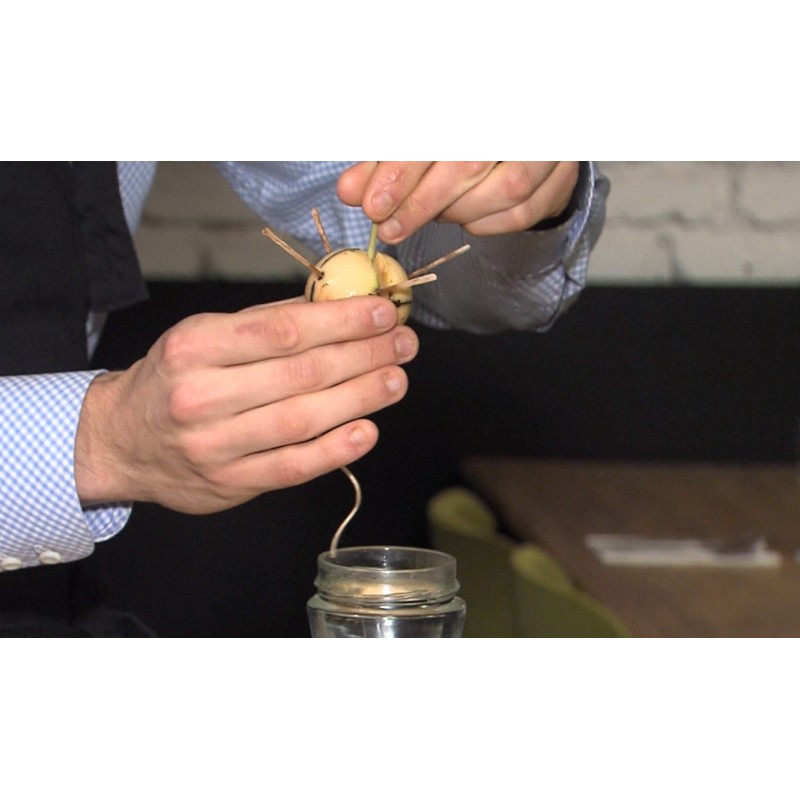 CR - nature - bio - waste - no-packaging - shopping - avocado - vegetables - fruits - germinate - plant