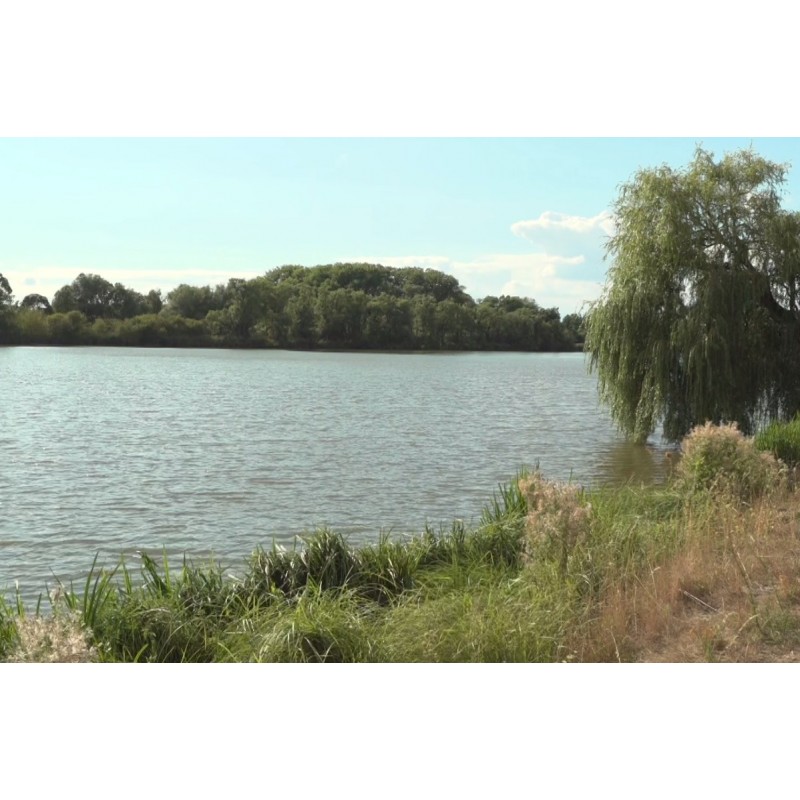 CR - nature - field - Turyňský - pond - water - birds - flowers - tree