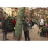 CR - trade - Christmas - tree - market - mistletoe - selling