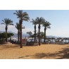 Izrael - Eilat - cestování - turistika - moře - Rudé moře - promenáda - palma