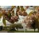 CR - nature - japenese cherry - tree - flower - flag