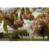 CR - nature - japenese cherry - tree - flower - flag