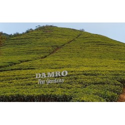 Sri Lanka - nature - tea - tea plant - plantation - growing - fermentation - production - cup - 2K