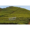 Sri Lanka - nature - tea - tea plant - plantation - growing - fermentation - production - cup - 2K