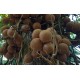 Srí Lanka - příroda - cestování - botanická - zahrada - květiny - strom - palma - 2K