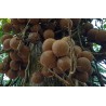 Sri Lanka - nature - travelling - botanical garden - flowers - tree - palm - 2K