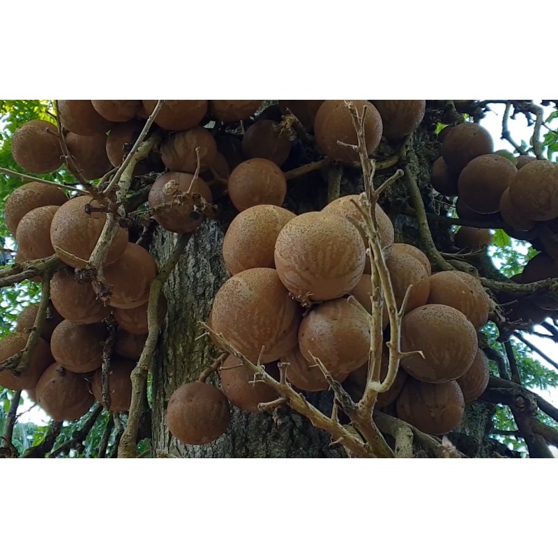 Sri Lanka - nature - travelling - botanical garden - flowers - tree - palm - 2K