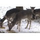 CR - animals - zoo - fallow dear - goat - pig - moufflon - fox - raccoon - lynx - raven