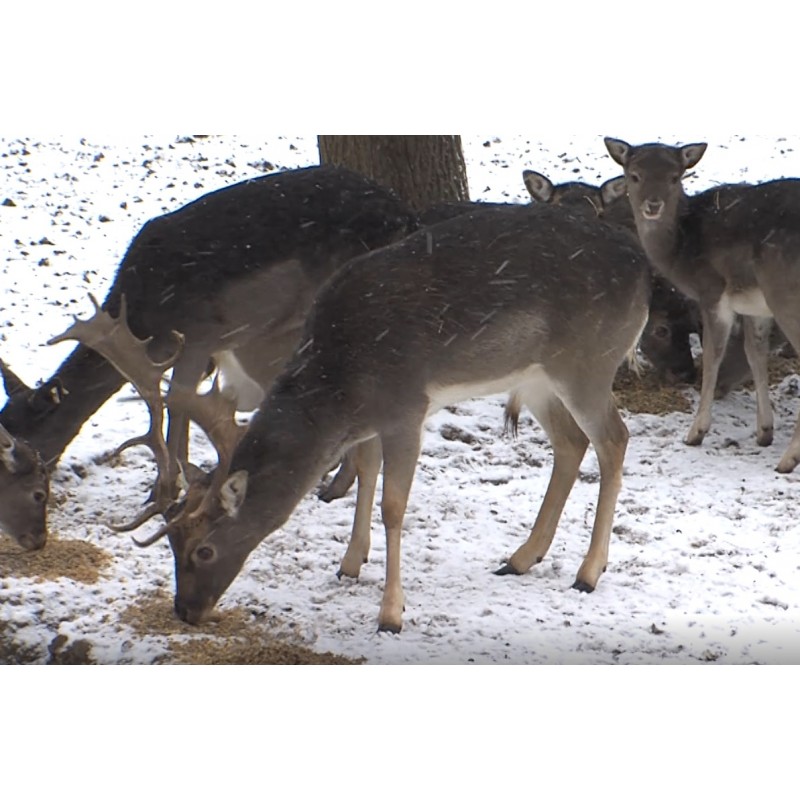 CR - animals - zoo - fallow dear - goat - pig - moufflon - fox - raccoon - lynx - raven