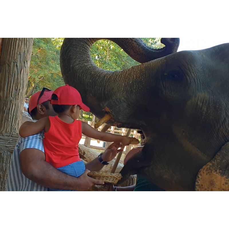 Sri Lanka - animals - travelling - Pinnawala - elephant - orphanage - feeding - river - banan - 4K