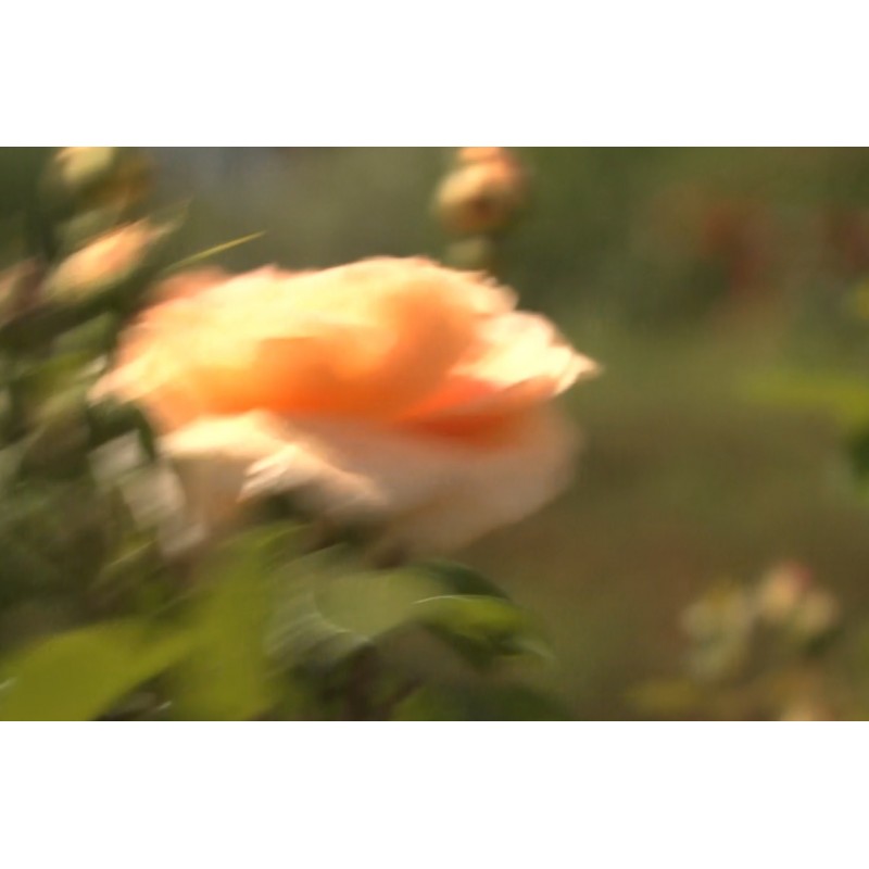 CR - nature - vineyard - rose - flowers - children - pension - slowmotion