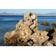 Greece - travelling - sea - cicada - beach - stones - rocks