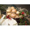 CZ - agriculture - crop - field - farm - onion