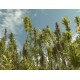CR - agriculture - field - plant - cannabis - hemp - marijuana