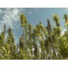 CR - agriculture - field - plant - cannabis - hemp - marijuana