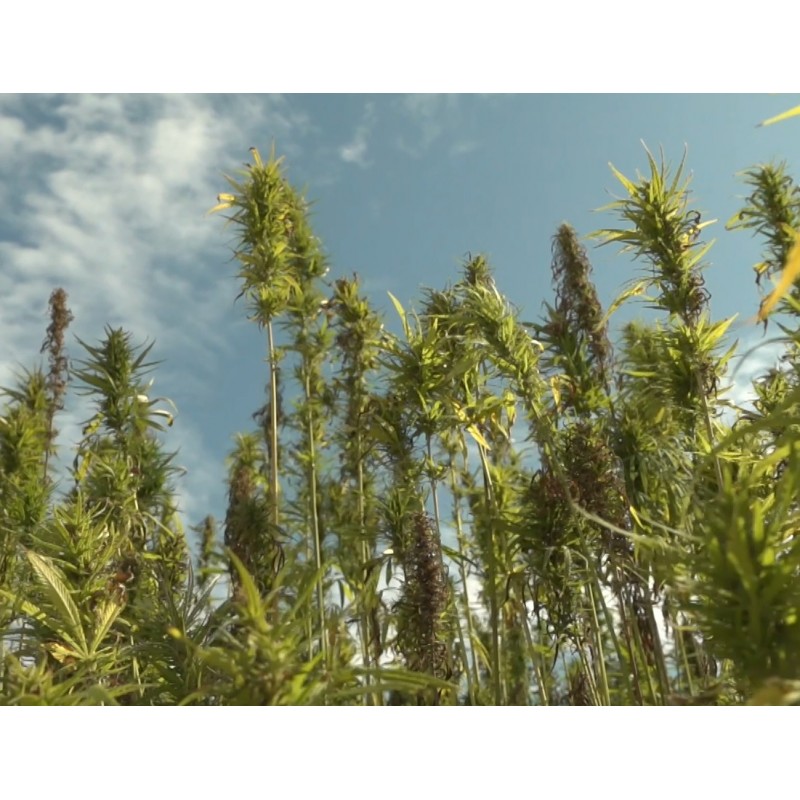 ČR - zemědělství - pole - rostlina - technické konopí - marihuana