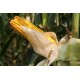  CZ - agriculture - tractor - harvester - field - corn - crop