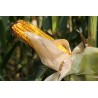  CZ - agriculture - tractor - harvester - field - corn - crop