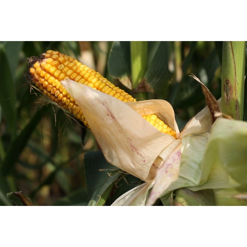  CZ - agriculture - tractor - harvester - field - corn - crop