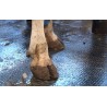 CZ - agriculture - farming - cow - heifer - cattle - hoof - dermatitis - horn - veterinary