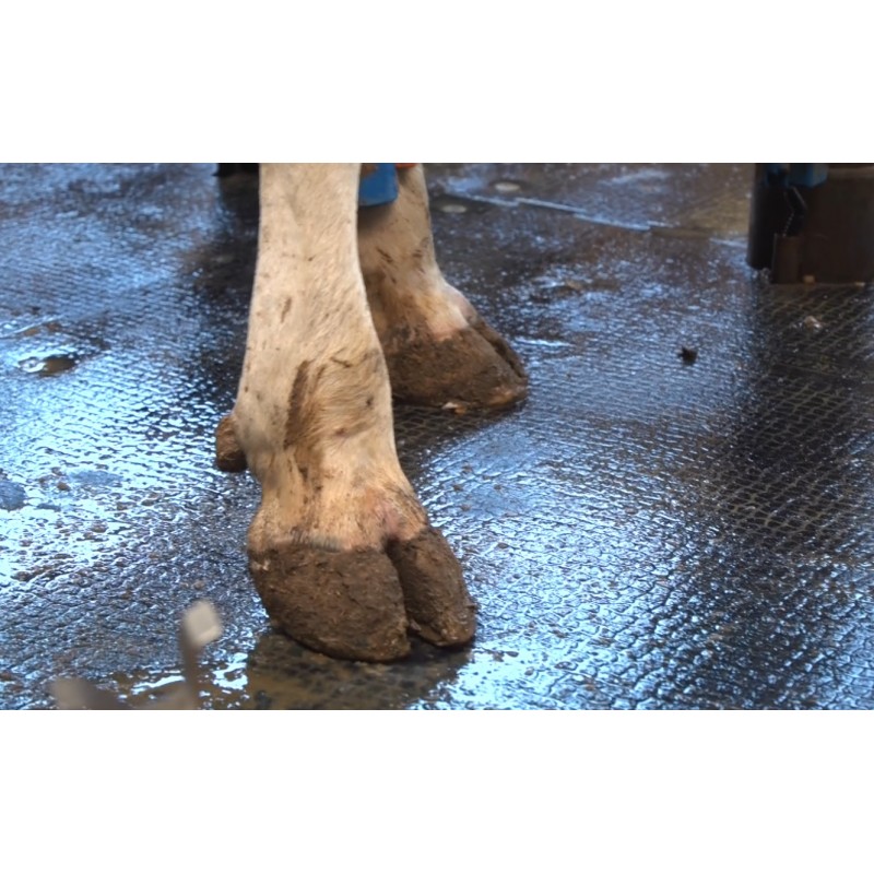 CZ - agriculture - farming - cow - heifer - cattle - hoof - dermatitis - horn - veterinary