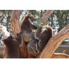 Austrálie - zoo - koala - klokan - pštros - pelikán - kakadu - had - akvárium - tučňák