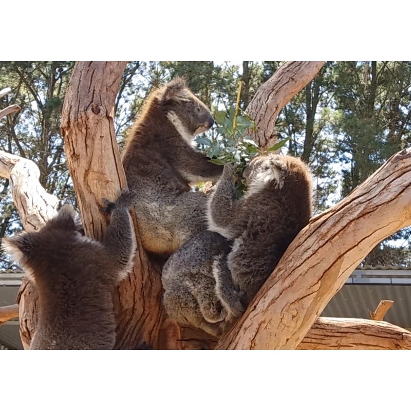 Australia - zoo - koala - kangaroo - ostrich - pelican - cockatoo - snake - aquarium - penguin