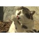 CZ - Velehrad - animals - open-air museum - snake - terrarium - anaconda - cat - sheep - lizard
