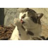 CZ - Velehrad - animals - open-air museum - snake - terrarium - anaconda - cat - sheep - lizard