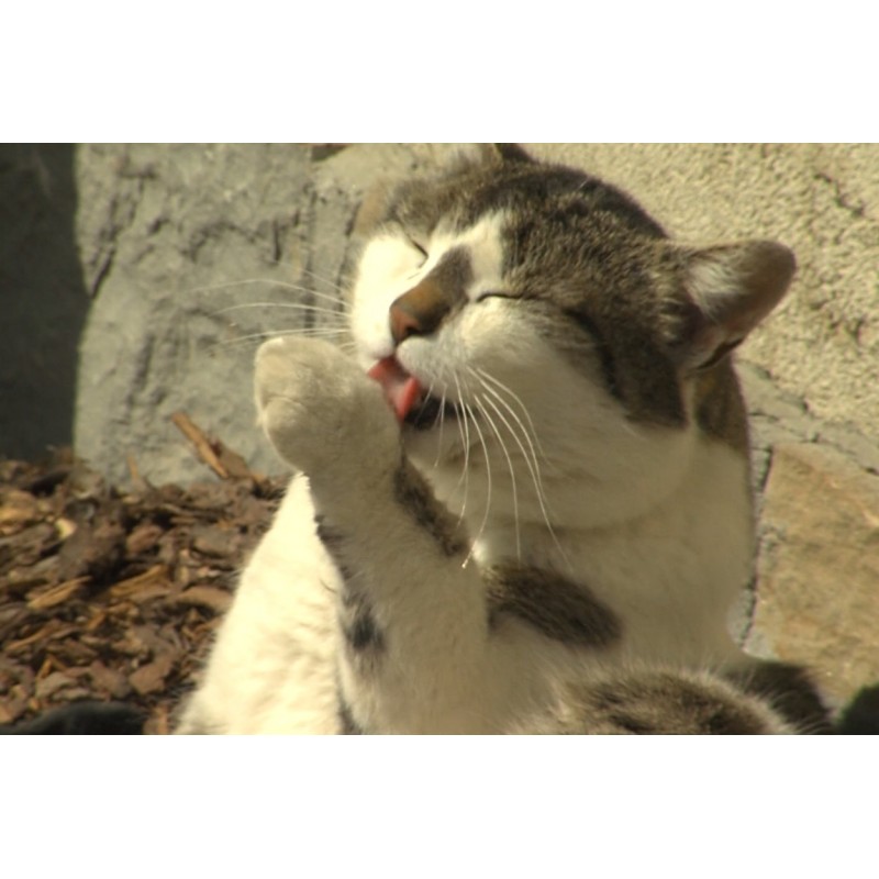 CZ - Velehrad - animals - open-air museum - snake - terrarium - anaconda - cat - sheep - lizard