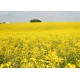 CZ - Prague - agriculture - field - colza - flower - pollen - allergy