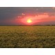 CZ - nature - field - rape - sun - sunset - time-lapse - faster 10x - 4K
