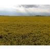CZ - Prague - agriculture - field - rape - flower - pollen - allergy - aerial pictures - 4K