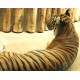 CZ - Prague - ZOO - tiger - zoological - run - feed - house - beast of prey