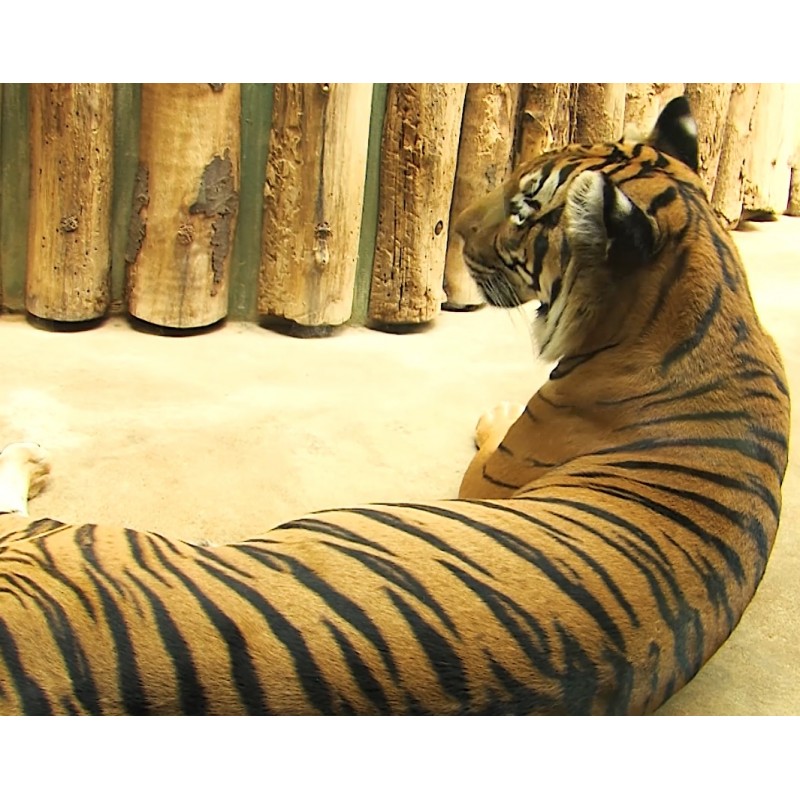 ČR - Praha - ZOO - zoologická - tygr - výběh - krmení - pavilon - šelma