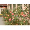 CZ - education - SZŠ - Benešov - gardener - greenhouse - plants - field - harvester - veterinary