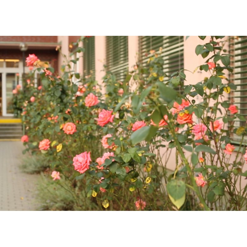 CZ - education - SZŠ - Benešov - gardener - greenhouse - plants - field - harvester - veterinary
