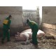 CZ - agriculture - Benešov - cow - pig - keeper - livestock specialist - green - golf