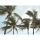 USA - Florida - Naples - buildings - property - realty - house - luxury - golf - palms - fortune