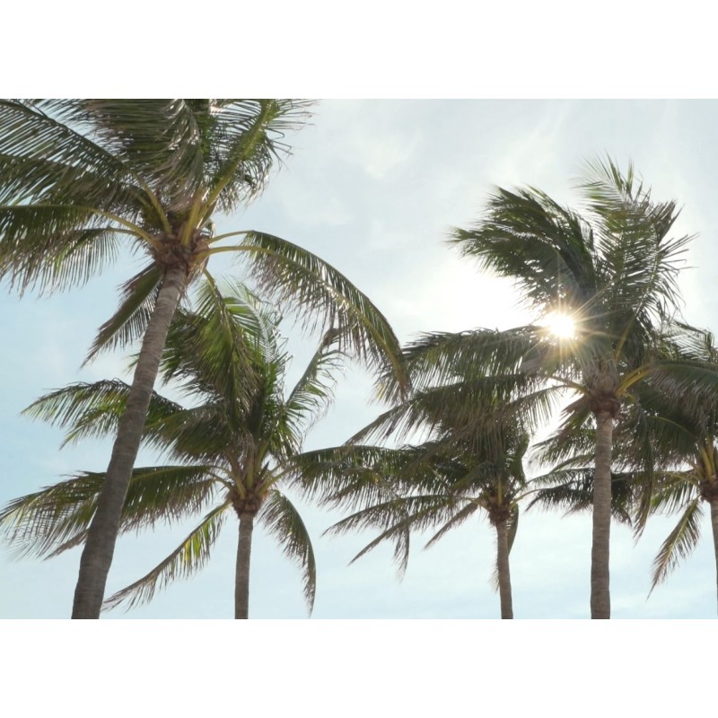 USA - Florida - Naples - buildings - property - realty - house - luxury - golf - palms - fortune