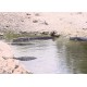 USA - Florida - animals - alligator - crocodile - crab - sea - beach - 4K