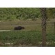 USA - Florida - nature - safari - buffalo - zebra - parrot - pig - crocodile - alligator - jungle - 4K