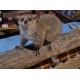 Africa - Kenya - animals - monkey - primates - 4K