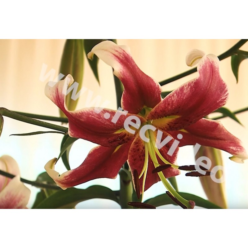 CZ - Prague - Čakovice - nature - flower - exhibition - lily