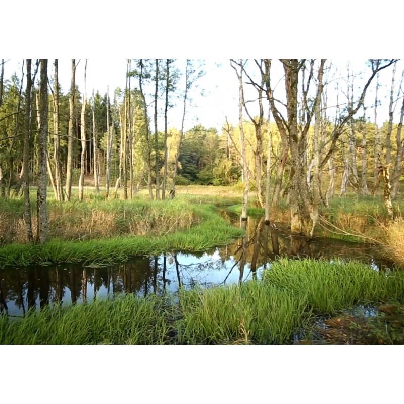 ČR - příroda - Šumava - potok - les - louka - biotop - niva - rákosí - strom - voda